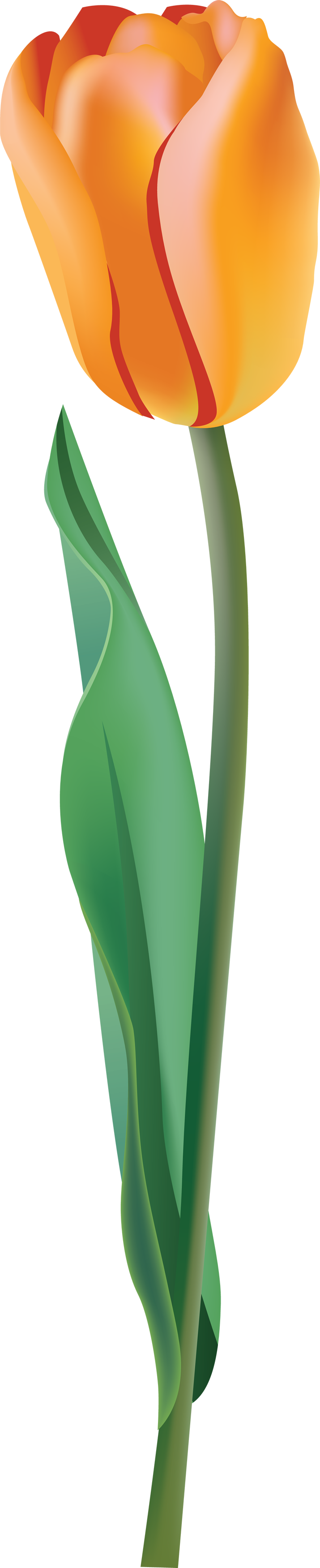 Yellow Tulip Png (715x3501)