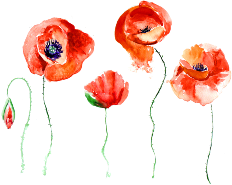Transparent Watercolor Paintings Png Tumblr Overlays - Still Death Still Life (500x486)