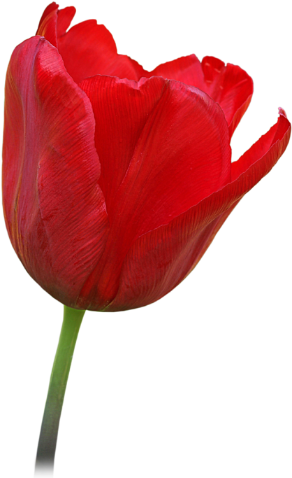 Click And Drag To Re-position The Image, If Desired - Open Tulip Flower (466x700)