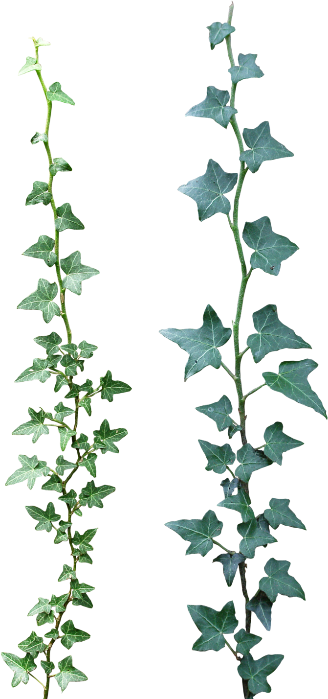 Ivy 03 Png By Gd08 - Enredadera Photoshop (800x1451)