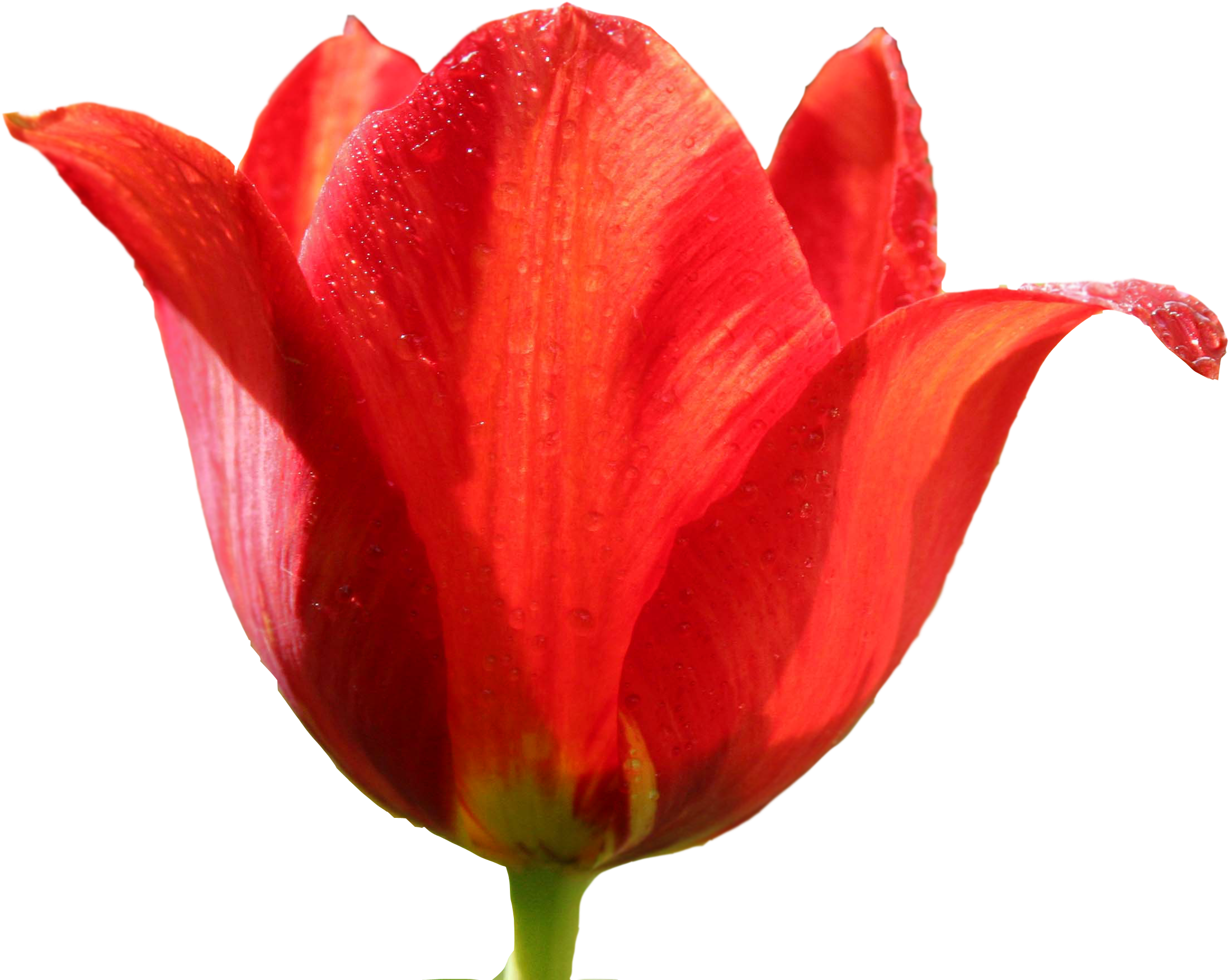Tulip Png (2348x1904)