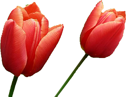 Tulip Png Image - Red Tulip Transparent Background (500x375)