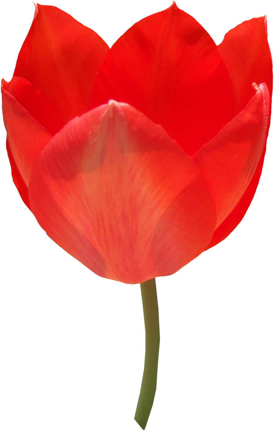 Sprenger's Tulip (900x1413)