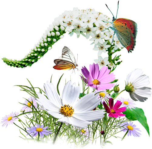 Mum Flower Clipart - Thoughts In Kumaoni Language (512x512)