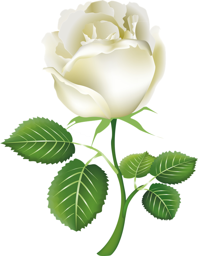 White Flower Clipart Transparent Background - White Rose Png (650x841)