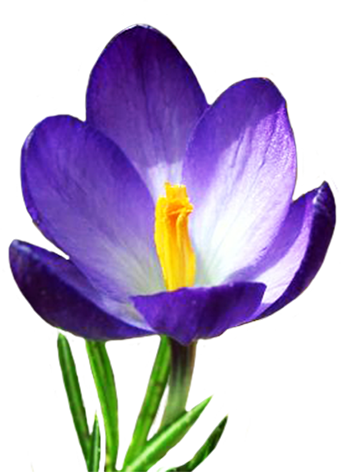 Spring Clipart - Spring Flower Transparent Background (341x472)
