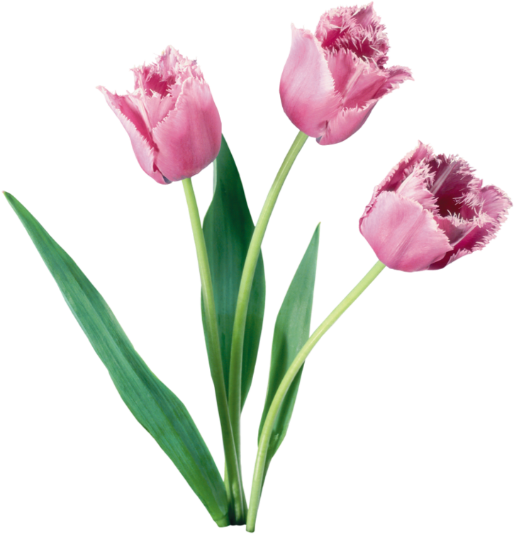 Tulip Flower Bouquet Bulb - Tulip Flower Bouquet Bulb (739x800)