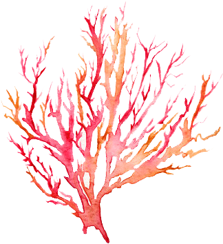 Coral Reef Clipart Black And White - Coral Illustration (351x371)