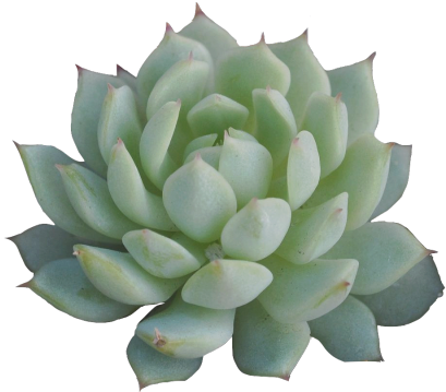 Gallery Of Little Transparent Succulent For Ya Blog - Succulent Png (500x405)