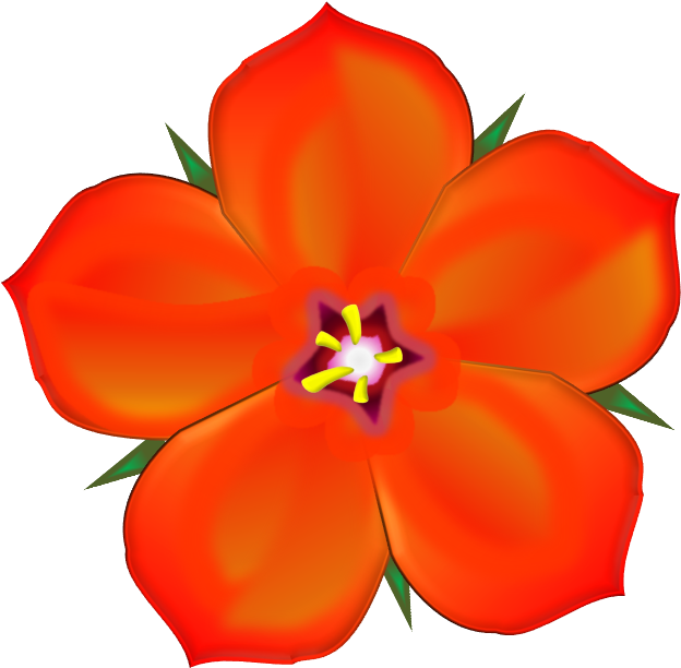 Scarlet Pimpernel - - Scarlet Pimpernel (711x674)