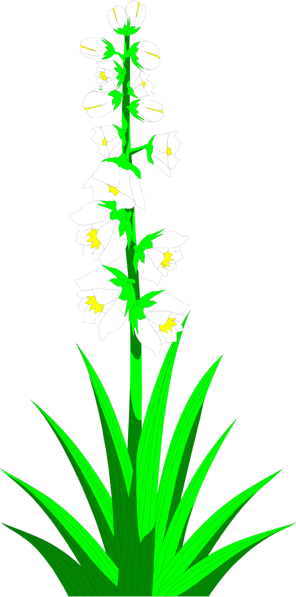 Yucca Plant Clipart Clipground - Yucca Plant Clip Art (958x1930)