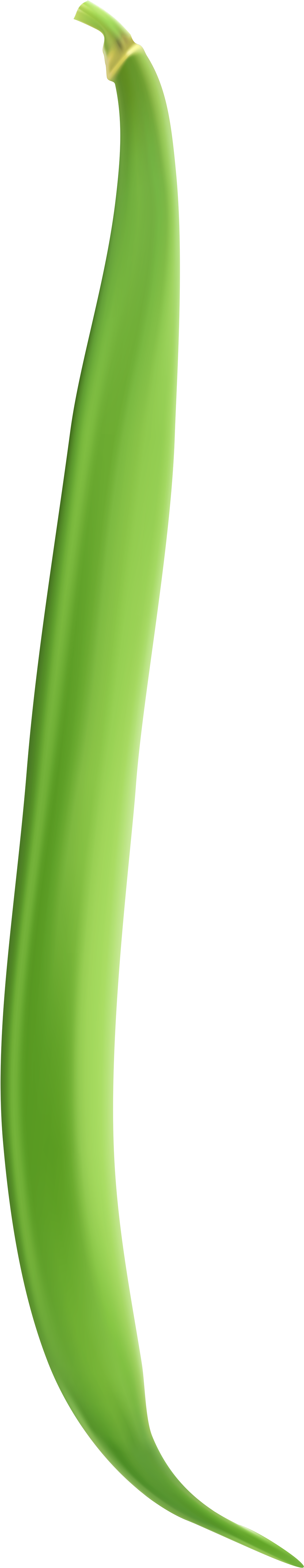 Three Curled Green Beans 101015 String Bean Png Clip - Green Bean Clip Art (1231x6000)