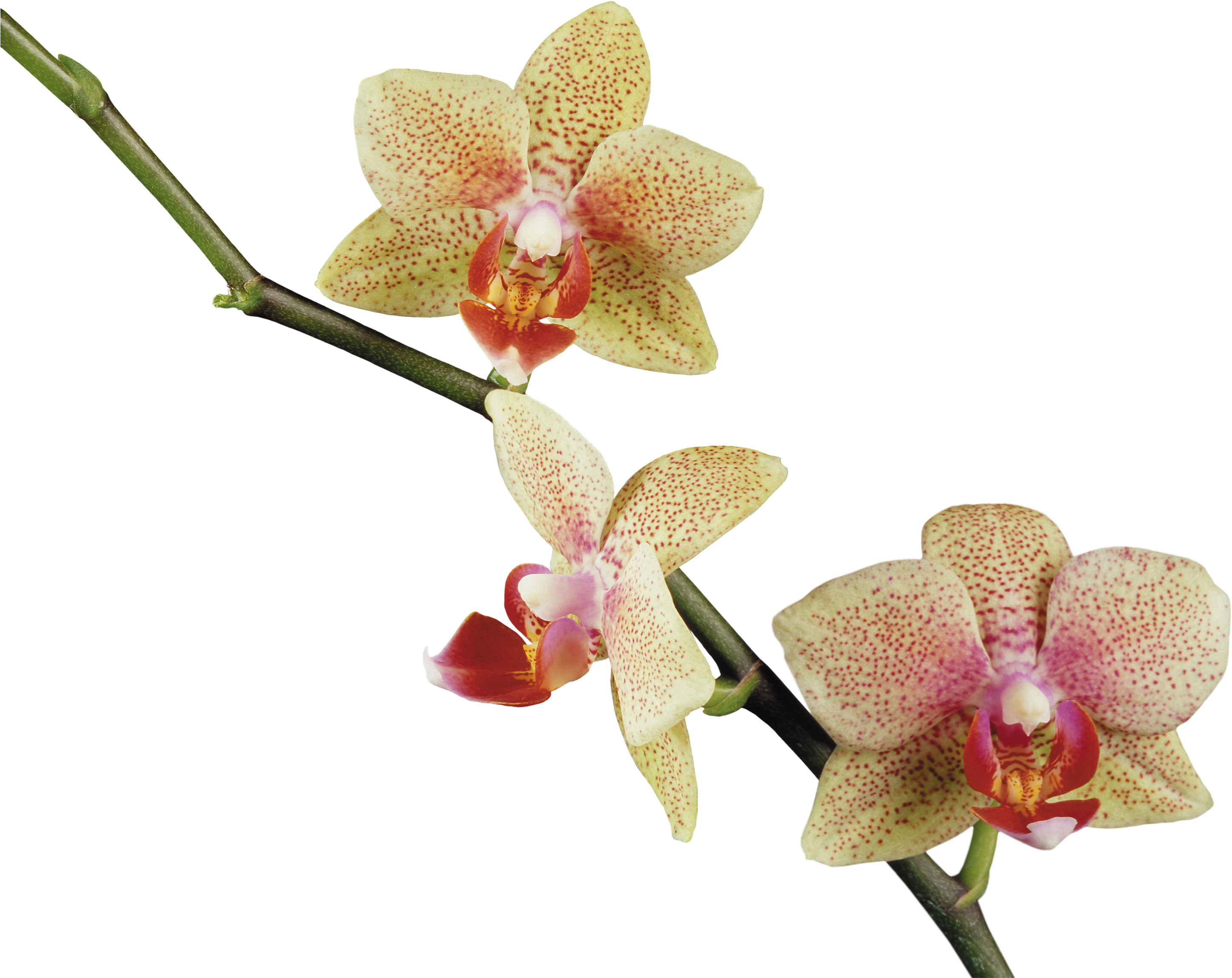 Laminas, Imágenes De Arte, Orquídeas, Clipart, Decoupage, - Орхидея Png (3000x2431)