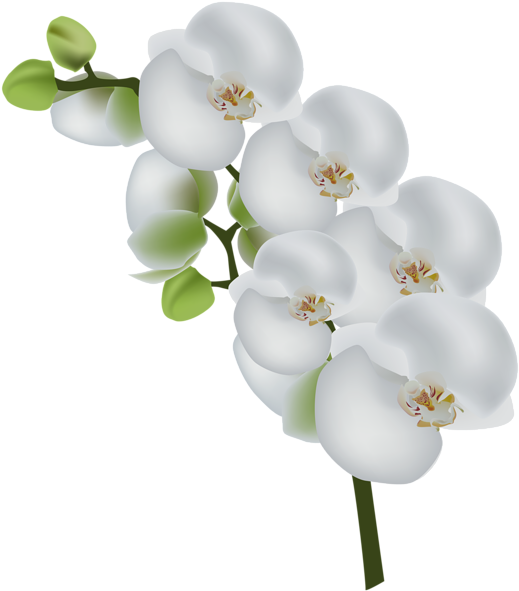 Orquídeas Blancas, Imágenes De Arte, Clipart - White Orchid Flower Clipart (526x600)