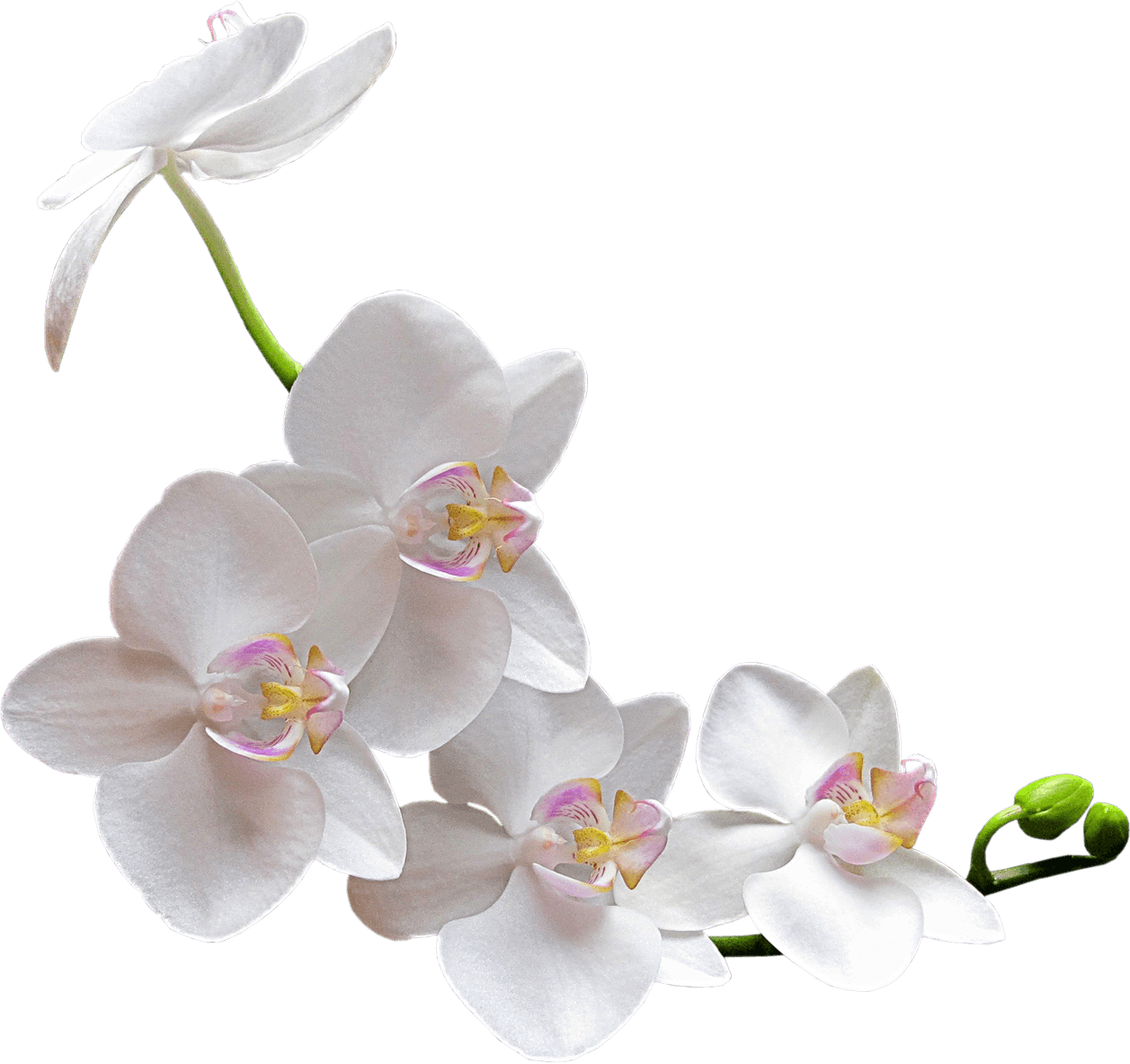 Image Result For White Orchid Transparent Png - Orchid Png (1257x1183)