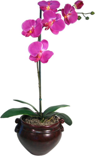 Arana Альбом «clipart / Clipart5 / Orchid» На Яндекс - Purple Orchid (306x500)