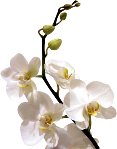 Arana Альбом «clipart / Clipart5 / Orchid» На Яндекс - Good Morning With White Orchid Flowers (395x500)