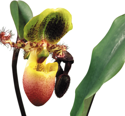 Arana Альбом «clipart / Clipart5 / Orchid» На Яндекс - Calochilus Paludosus (500x465)