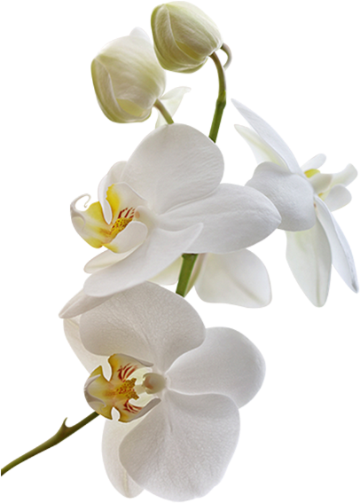 Tubes Fleurs / Branches Fleuries - Весенние Цветы На Белом Фоне Фото (437x650)