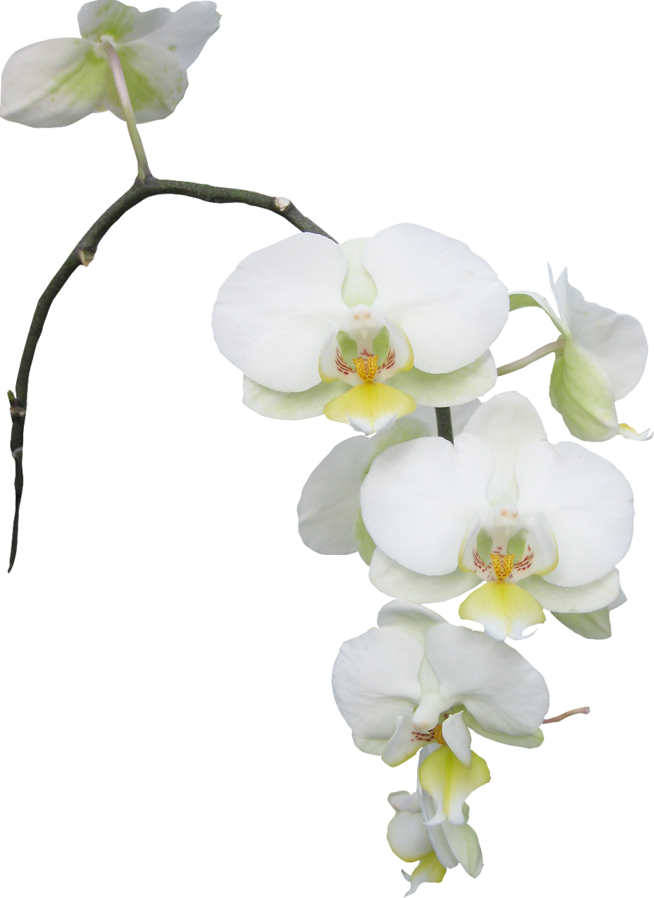 Леди Дождя «10 » На Яндекс - Meide Group Usa Real Touch Latex Single Stem Orchid (933x1280)