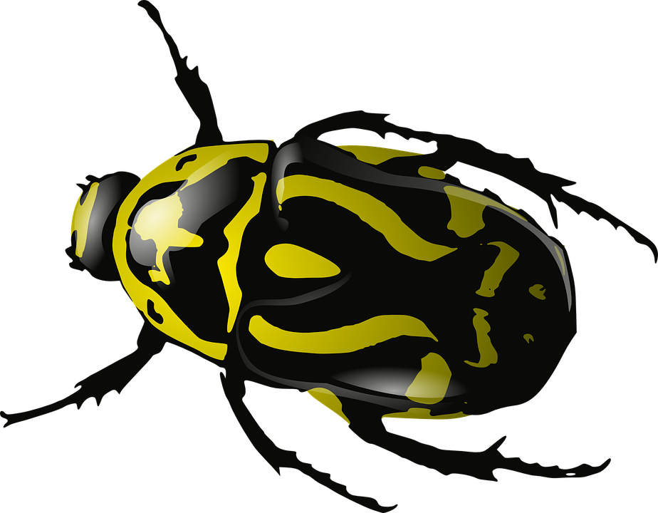 Photographer Cliparts 28, - Beetles Clipart (924x720)