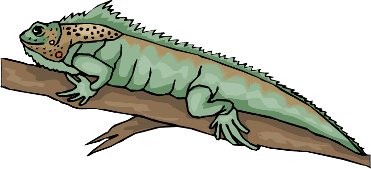 Bearded Dragon Clipart - Bearded Dragon Lizard Clipart (750x342)