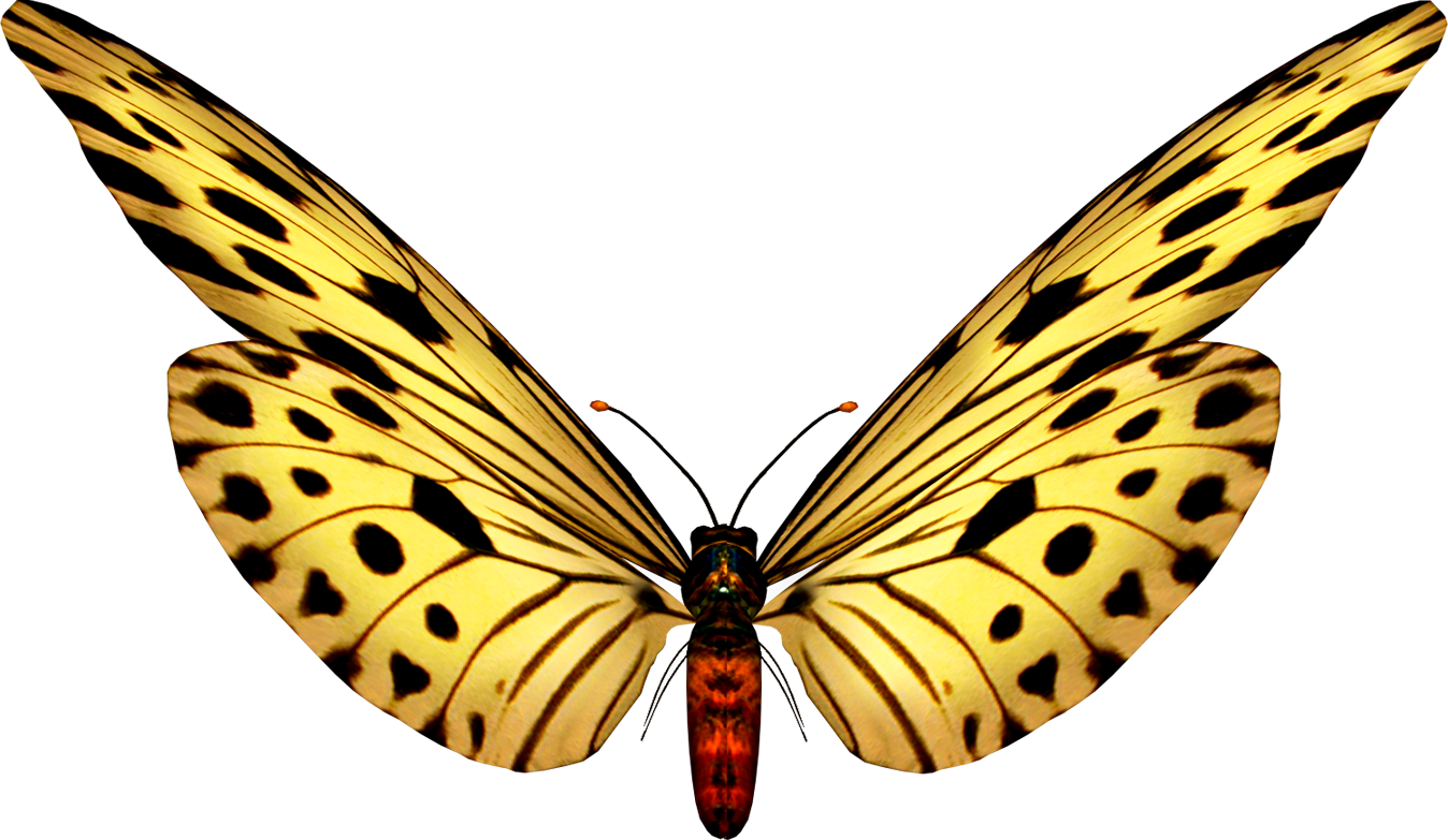 Imagenes De Mariposas Brillantes - Super Sexy Black Heels (1348x783)