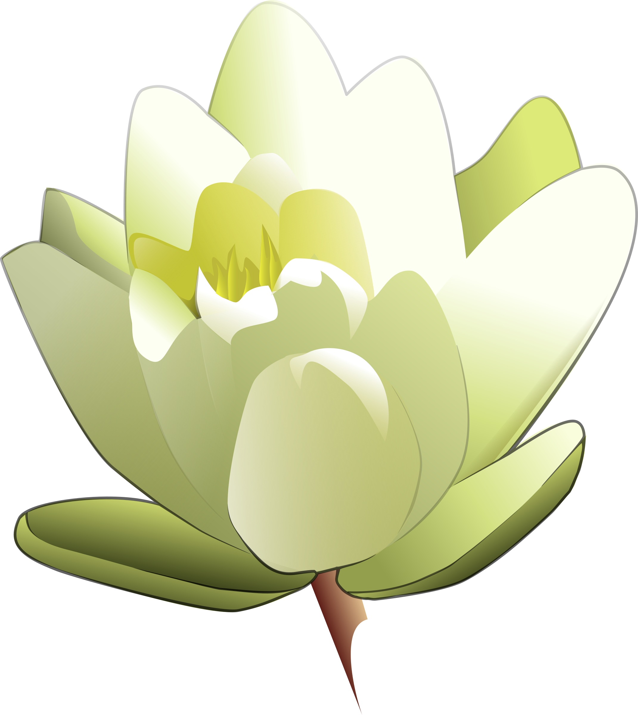 Lily Clipart Aquatic Plant - White Lily Clip Art (2141x2400)