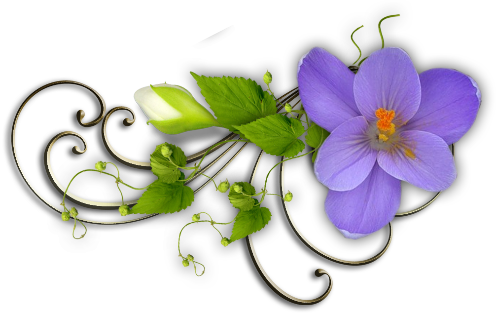 Cuckoo Flower (1006x634)