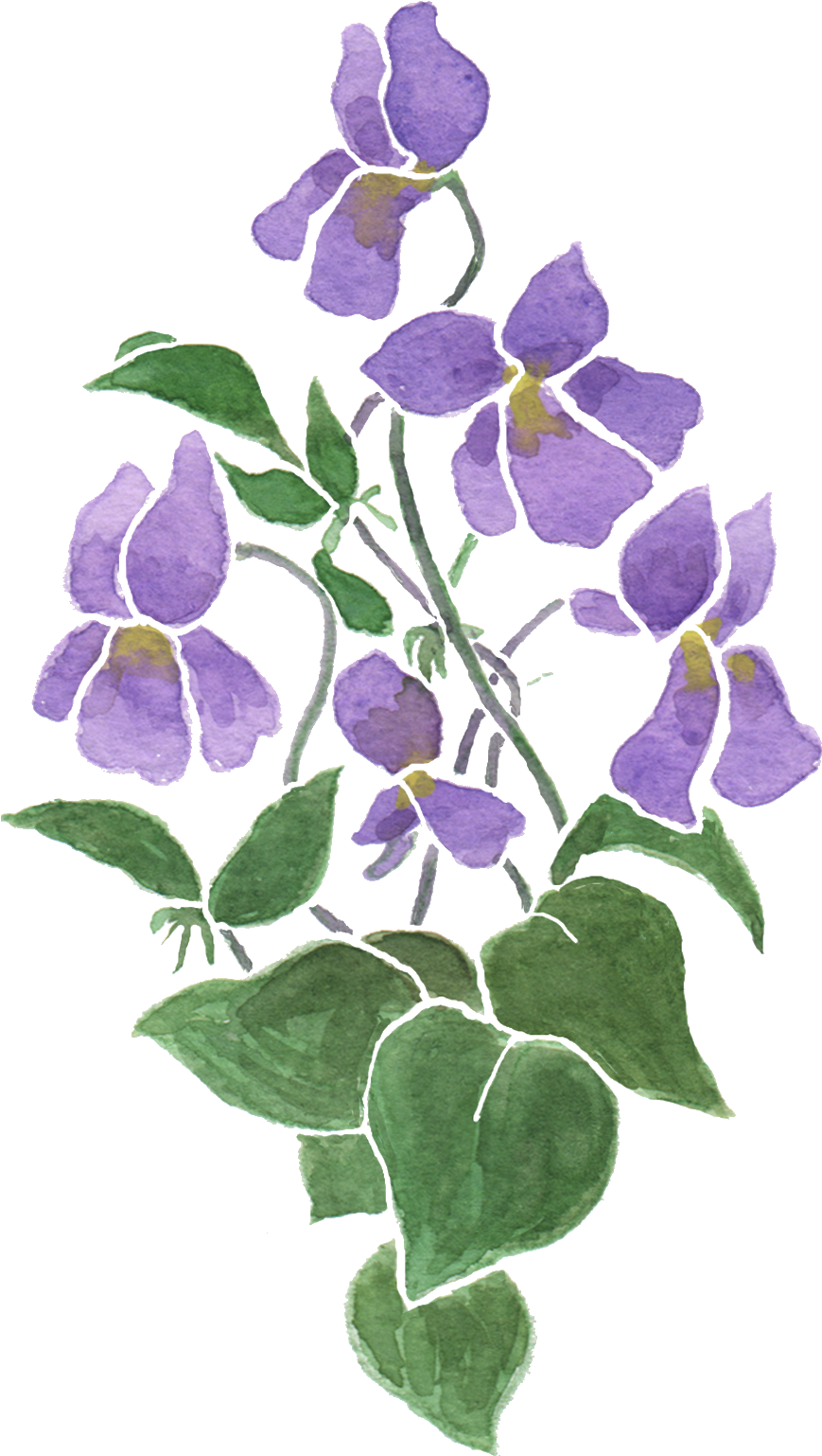 It Doesn't Deny That Violets Are Not Particularly Showy - It Doesn't Deny That Violets Are Not Particularly Showy (900x1572)