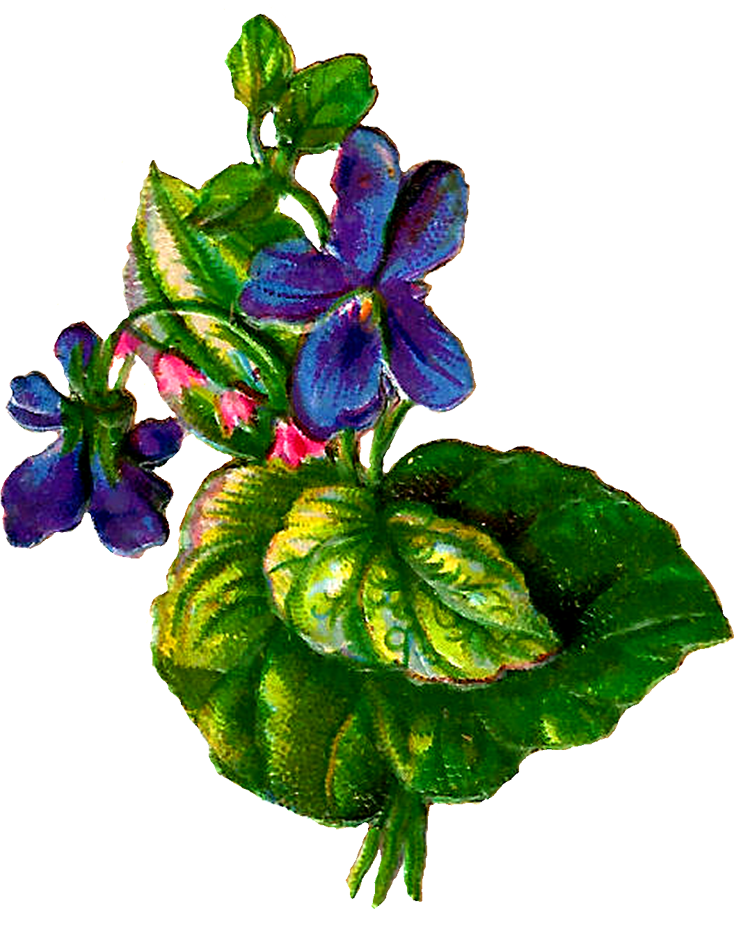 Digital Flower Downloads - Rosa Glauca (1200x1417)