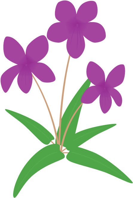 スミレ - Viola Mandshurica (490x700)