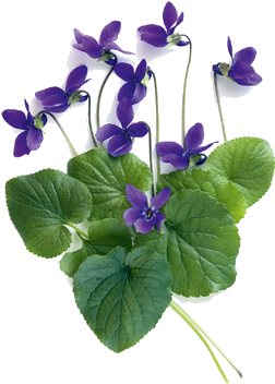 Surround Yourself With Beauty - Violet Flower With Leaves (283x425)