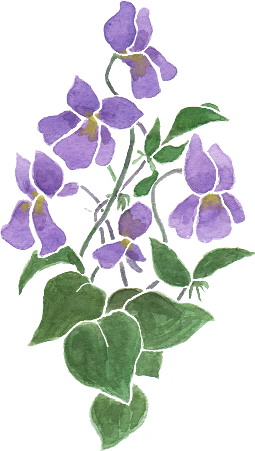 Violet Playlist Flower Music Purple - Violets Transparent (900x1572)