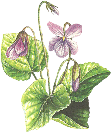 Publicat De Eu Ciresica La - Pansy (414x500)