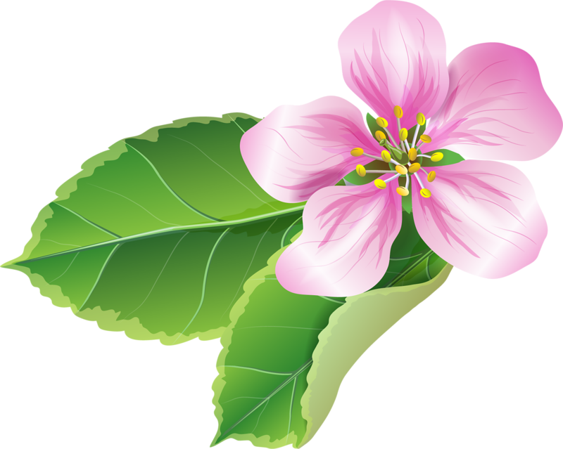 Explora Clipart Flor, Flores Del Arte, ¡y Mucho Más - Melastome Family (800x639)