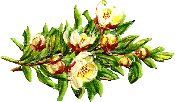 Free Digital Flower Clip Art - Billa Rucola (915x685)