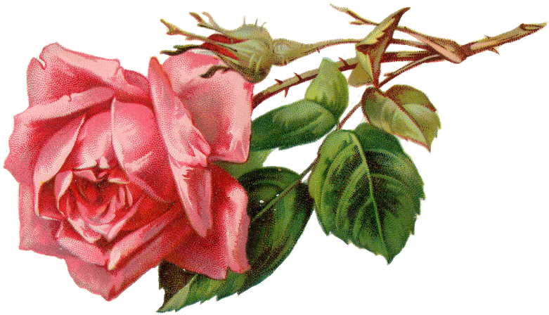 Rose Clipart Flower Bud - Pink Vintage Rose Png (800x471)