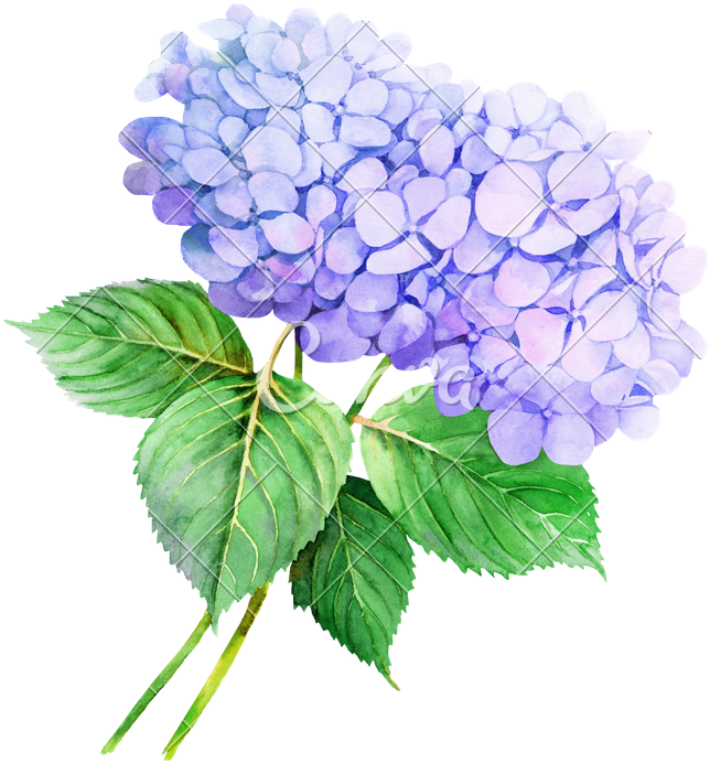 Two Violet Hydrangeas Watercolor Flower Illustration - Transparent Watercolor Flowers Png (720x800)