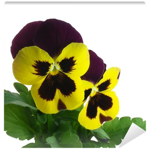 Spring Pansy Violet Flowers Viola X Wittrockiana Wall - Viola X Wittrockiana (400x400)