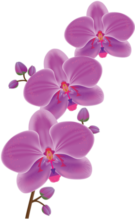 Orchids - Waling Waling Clipart (289x500)