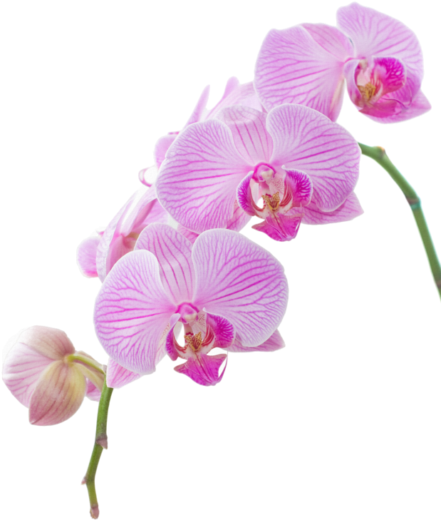 Explora Festivales, Clipart De Flor, ¡y Mucho Más - High Resolution Orchid (626x800)