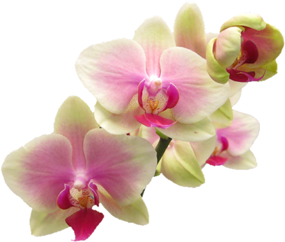 Flores Bonitas, Clipart De Flor, Orquídeas, Cgi - Pink Orchid Shower Curtain (600x524)