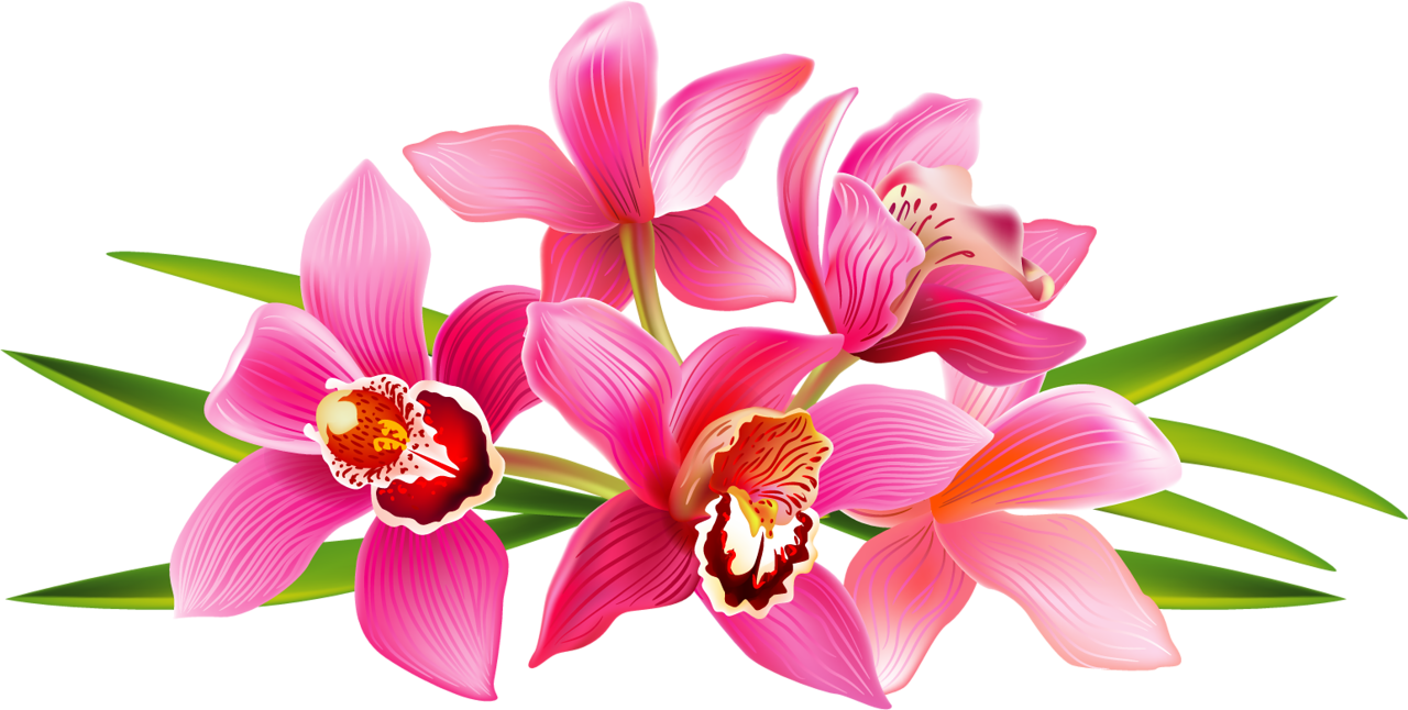 Explora Clipart De Flor, Yandex, ¡y Mucho Más - Hoa Lan Png (1280x646)