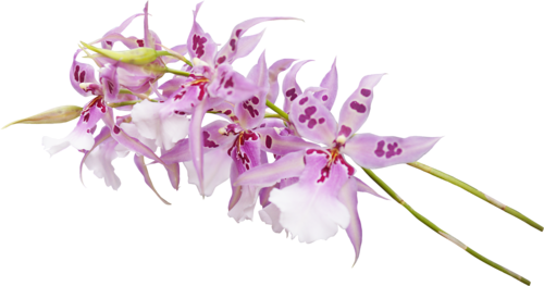 Arana Альбом «clipart / Clipart5 / Orchid» На Яндекс - Orchids (500x263)