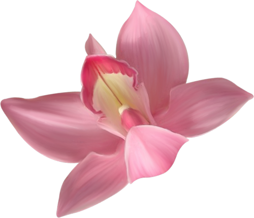 Transparent Pink Orchid Clipart - Orchid Clipart Transparent Background (500x428)