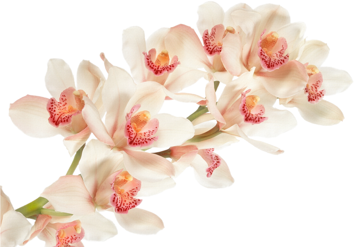 Orchid - Png Clipart Orchid (1280x909)