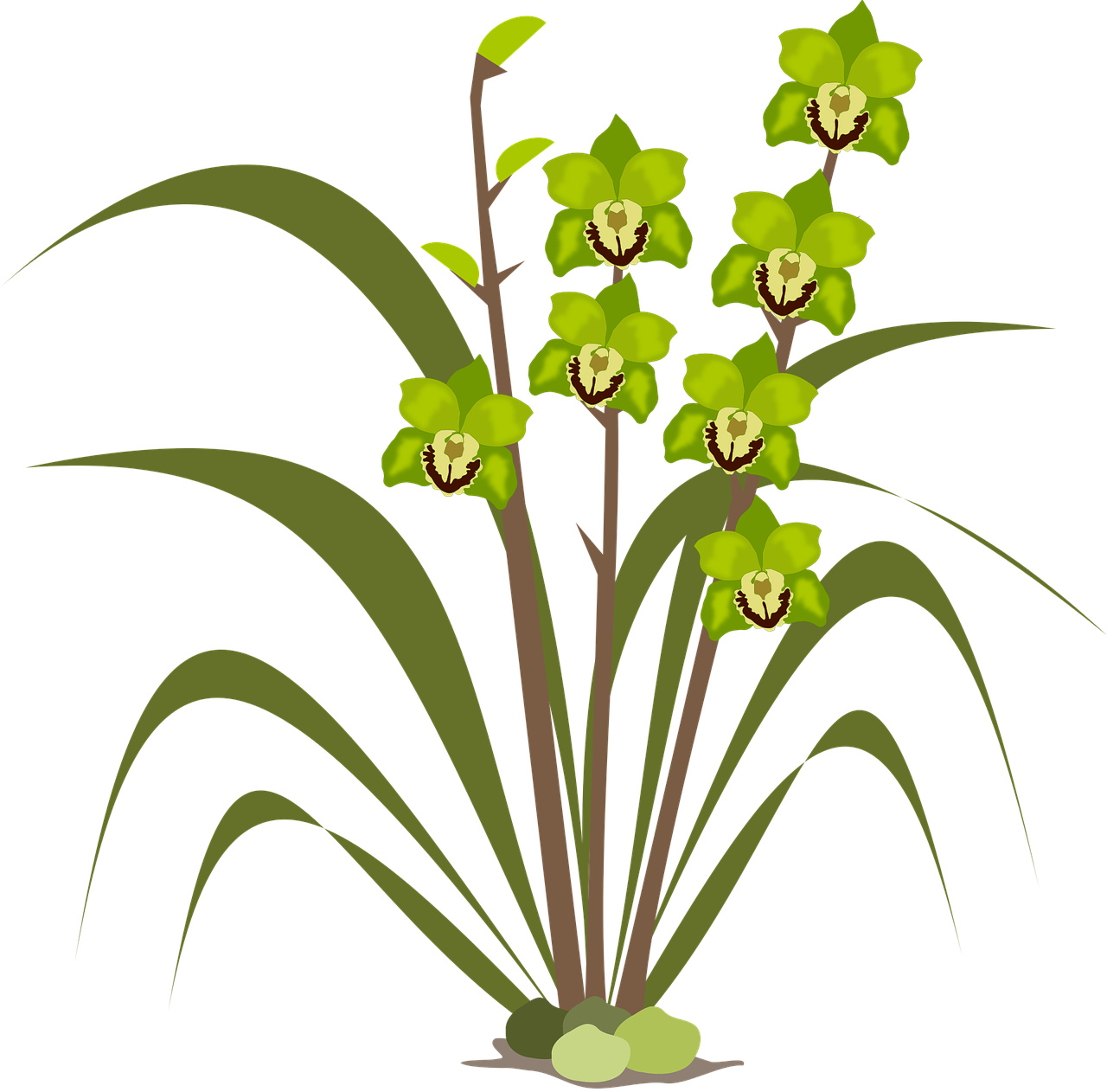Clip Art Flor Flora Flower Png Image - Clip Art Flor Flora Flower Png Image (1280x1262)
