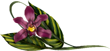 Laelia Violet Orchid - Orchids (536x369)