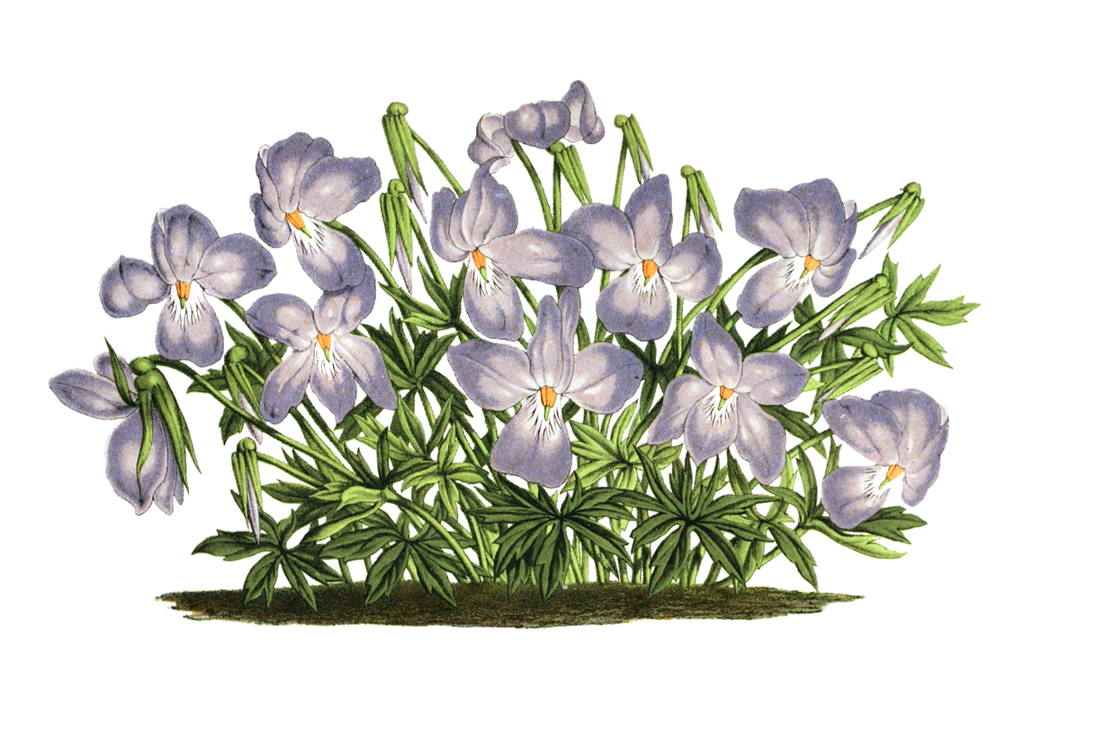 Violet Plant Flowers Isolated Png Image - Veilchen-moderne Einfache Elegante Hochzeits-ideen (1280x834)